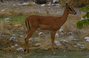 681 Namibia Okt 2006 .JPG